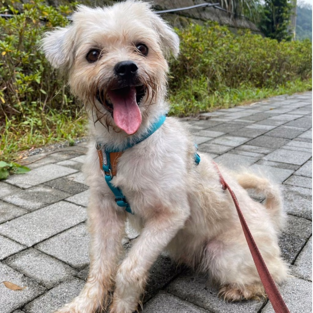 The dog, from the shelter's listing