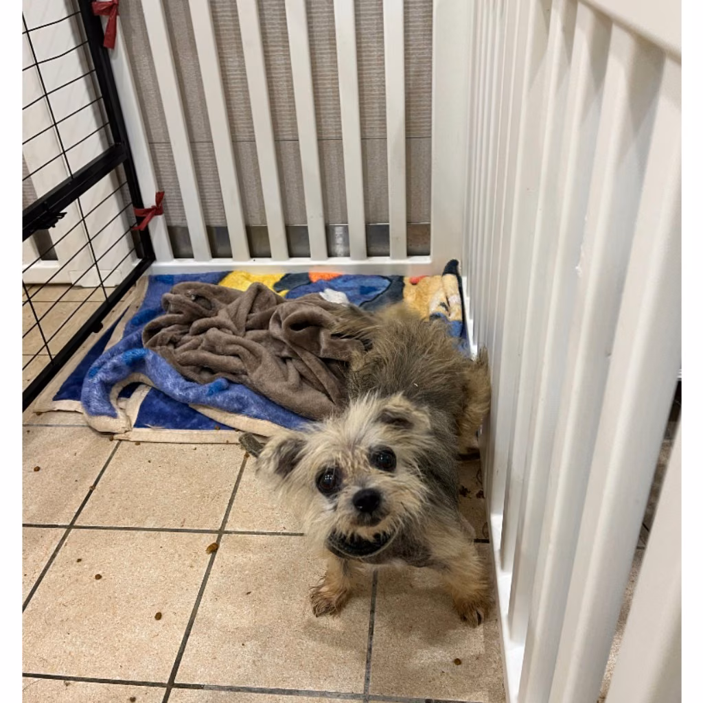 The dog, from the shelter's listing