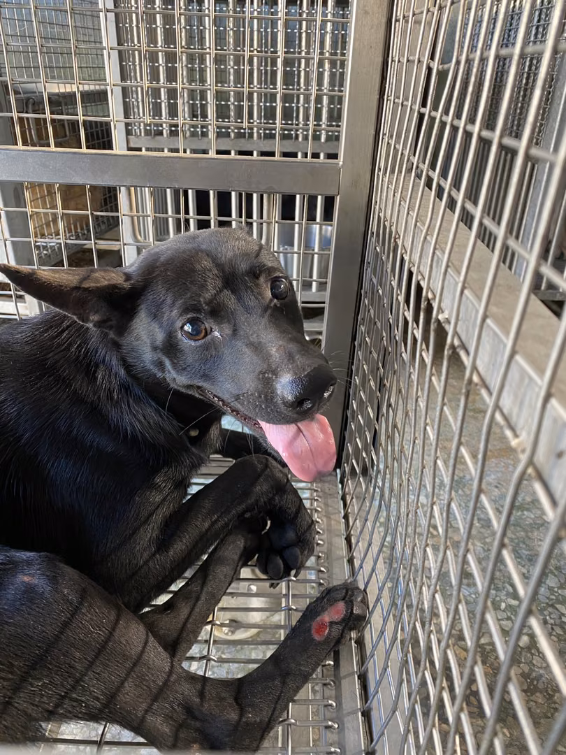 The dog, from the shelter's listing