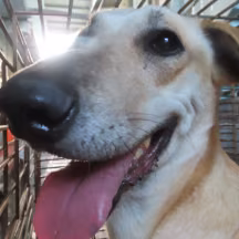 The dog, from the shelter's listing