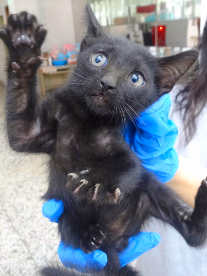 The cat, from the shelter's listing