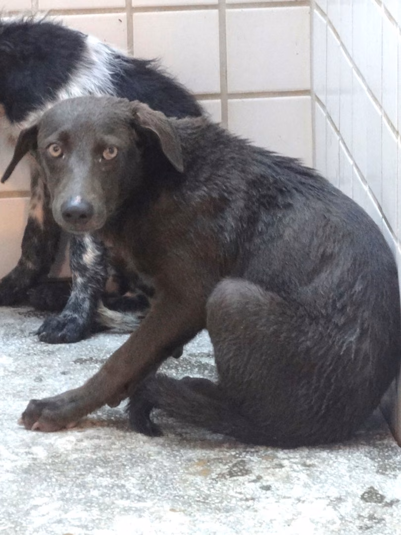 The dog, from the shelter's listing