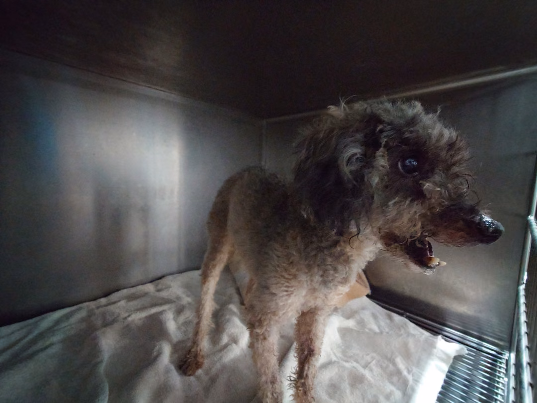 The dog, from the shelter's listing