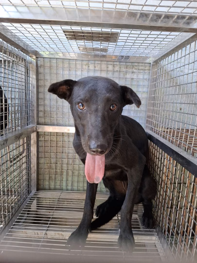 The dog, from the shelter's listing