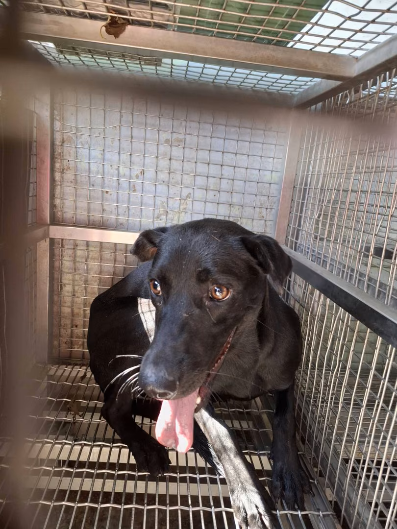 The dog, from the shelter's listing