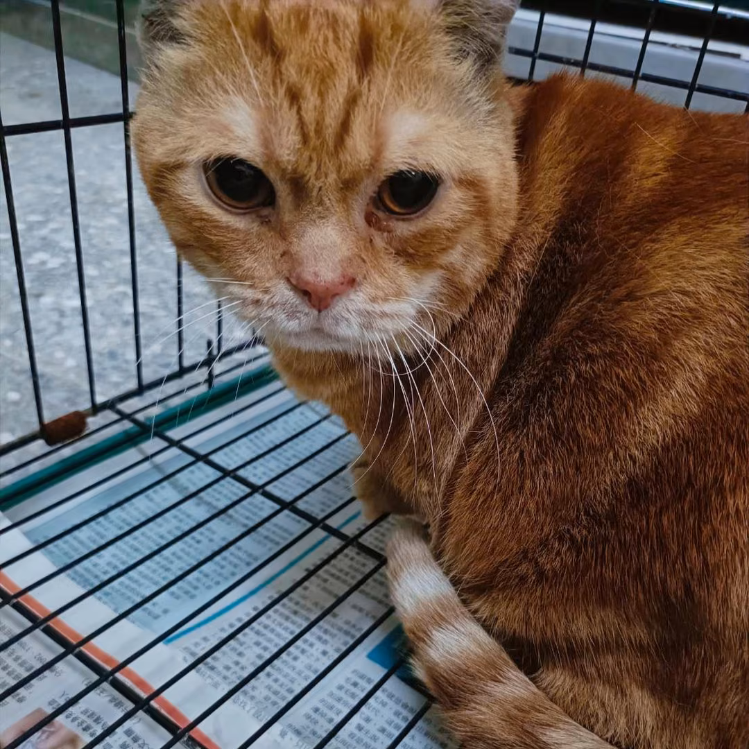 The cat, from the shelter's listing