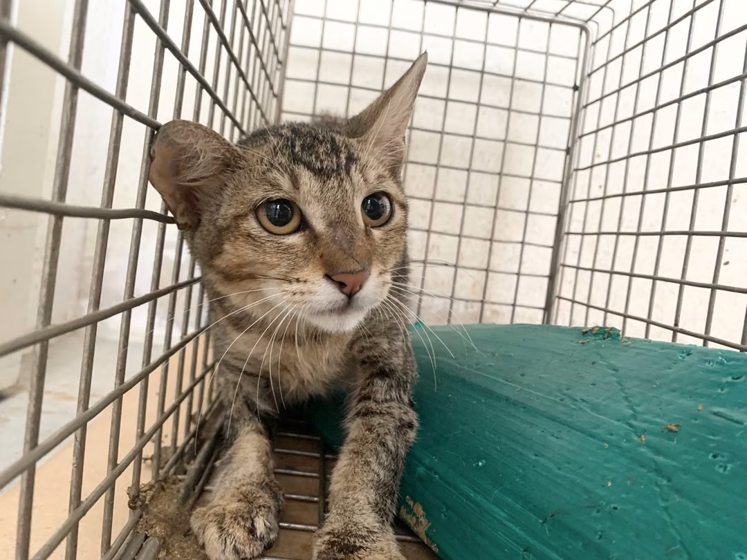 The cat, from the shelter's listing