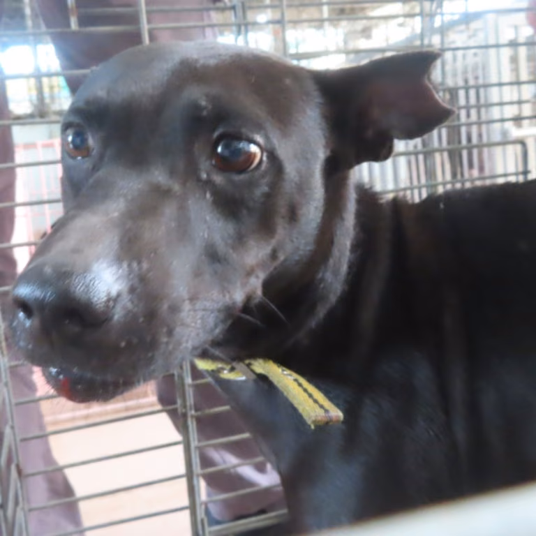 The dog, from the shelter's listing