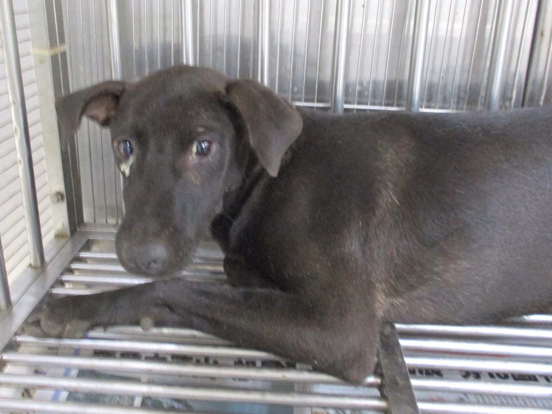The dog, from the shelter's listing