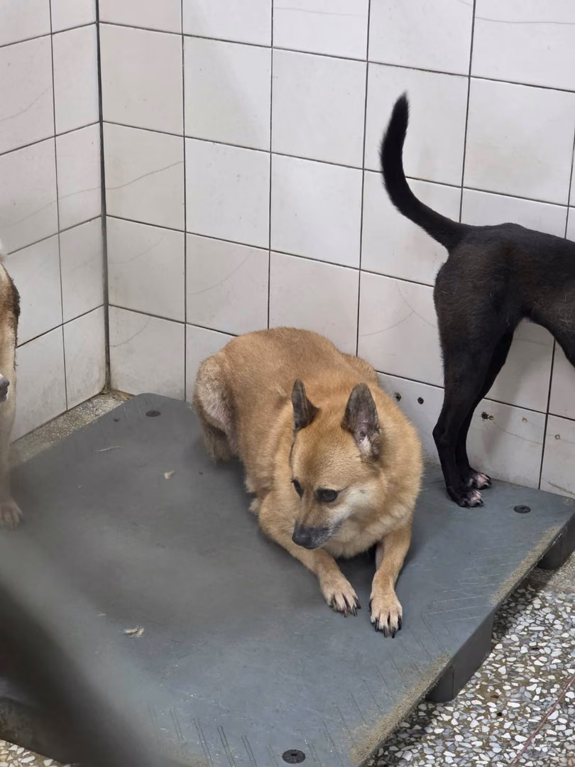 The dog, from the shelter's listing