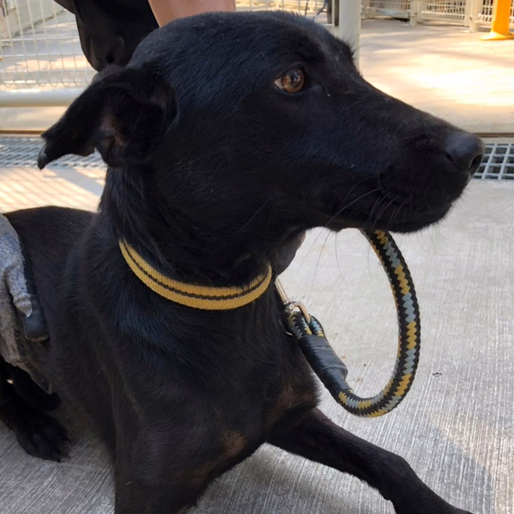 The dog, from the shelter's listing