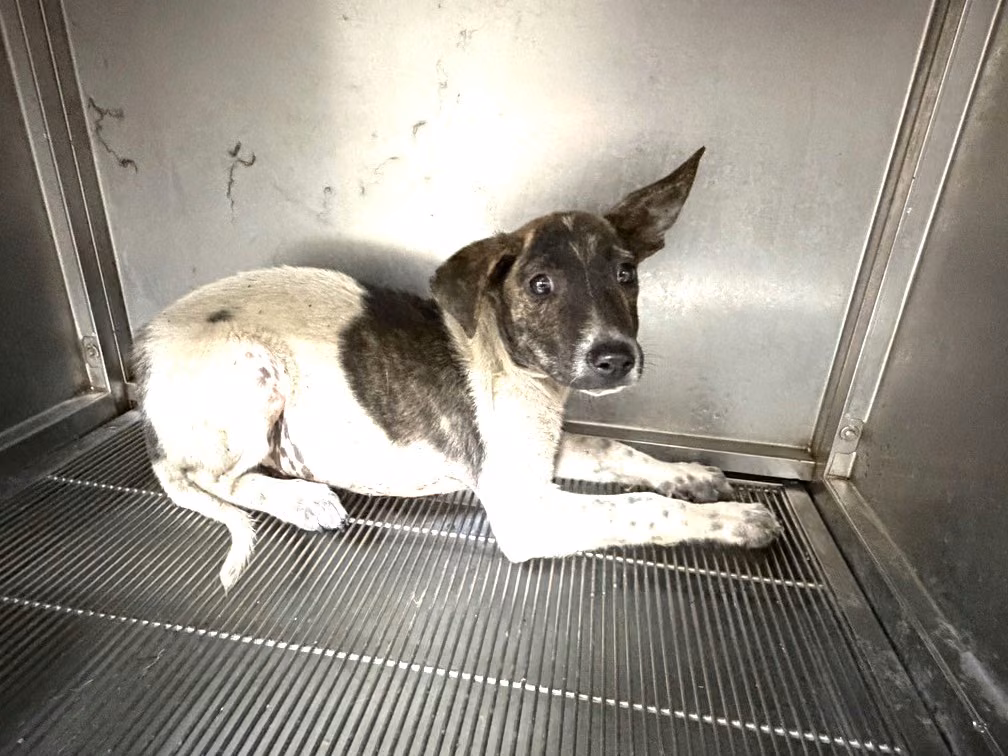 The dog, from the shelter's listing