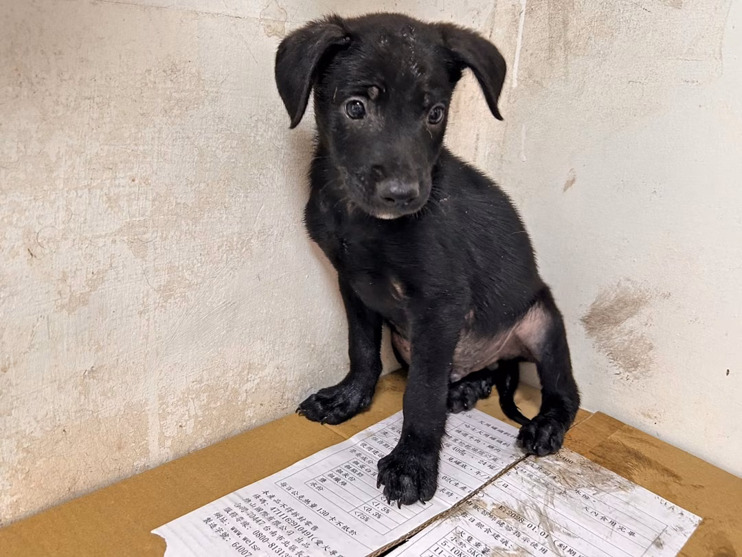 The dog, from the shelter's listing