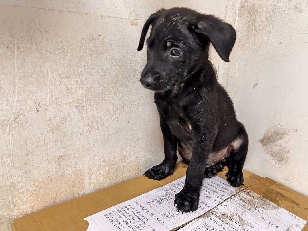 The dog, from the shelter's listing