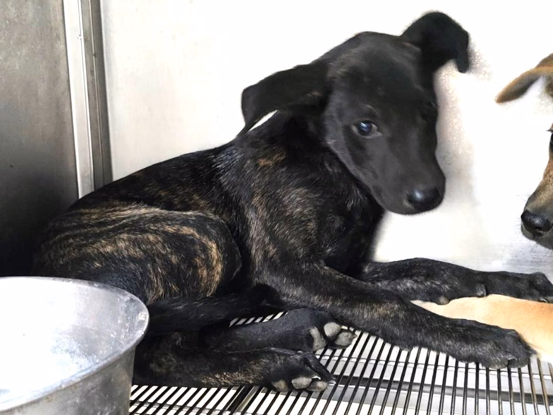 The dog, from the shelter's listing