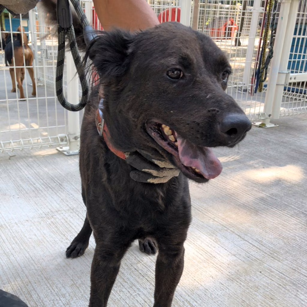 The dog, from the shelter's listing