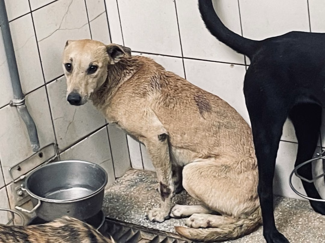The dog, from the shelter's listing