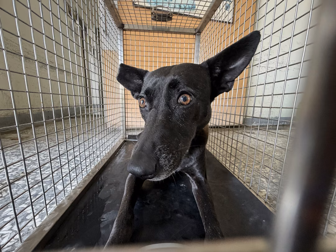 The dog, from the shelter's listing