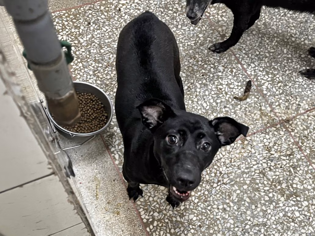 The dog, from the shelter's listing