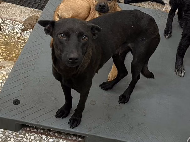 The dog, from the shelter's listing