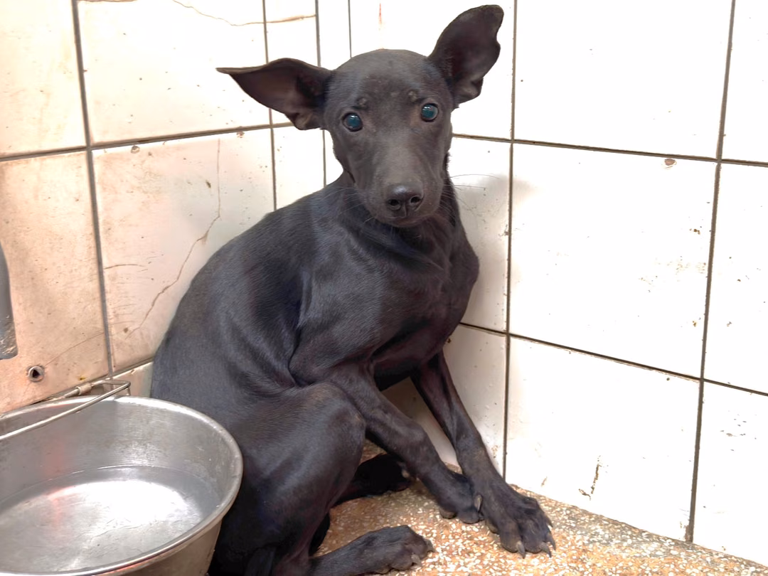 The dog, from the shelter's listing