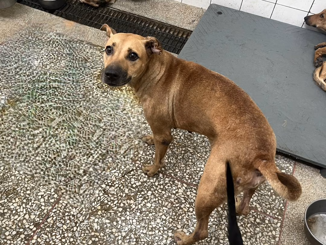 The dog, from the shelter's listing