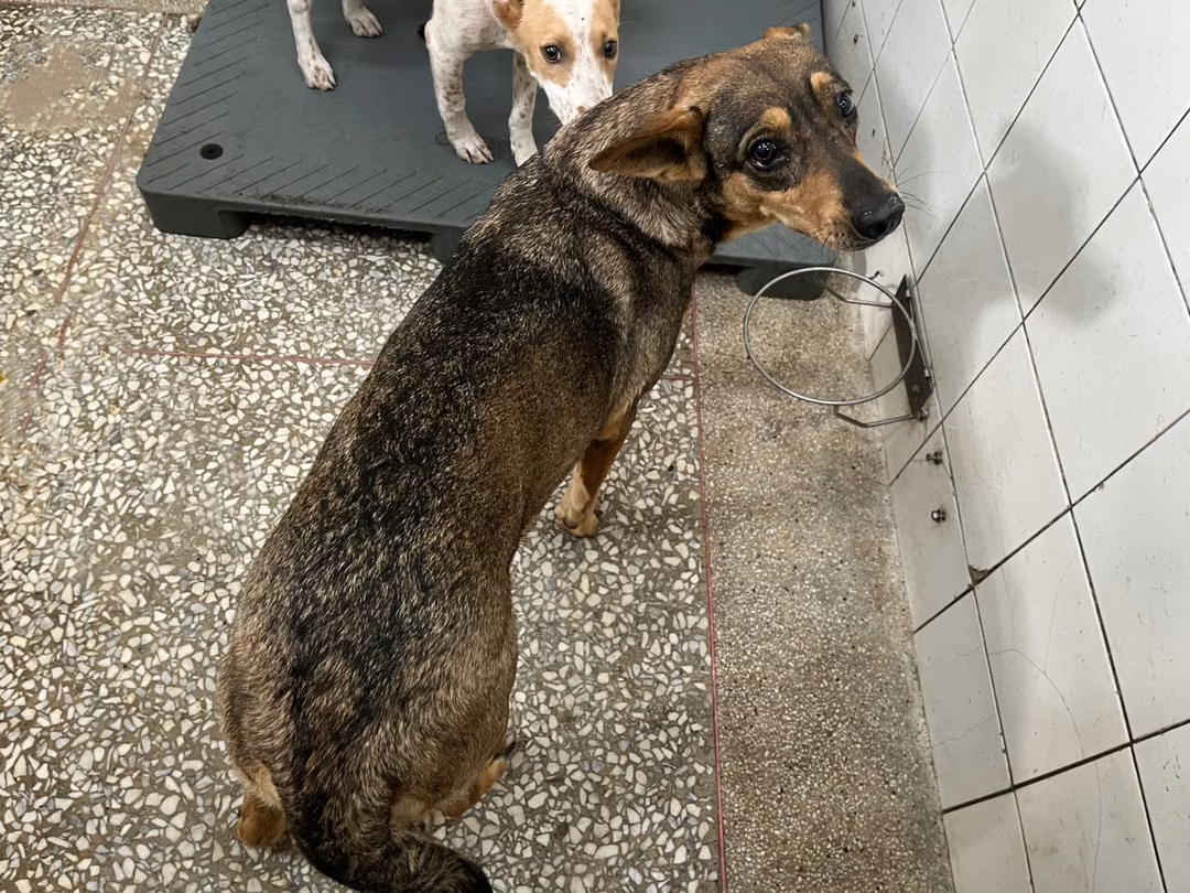 The dog, from the shelter's listing