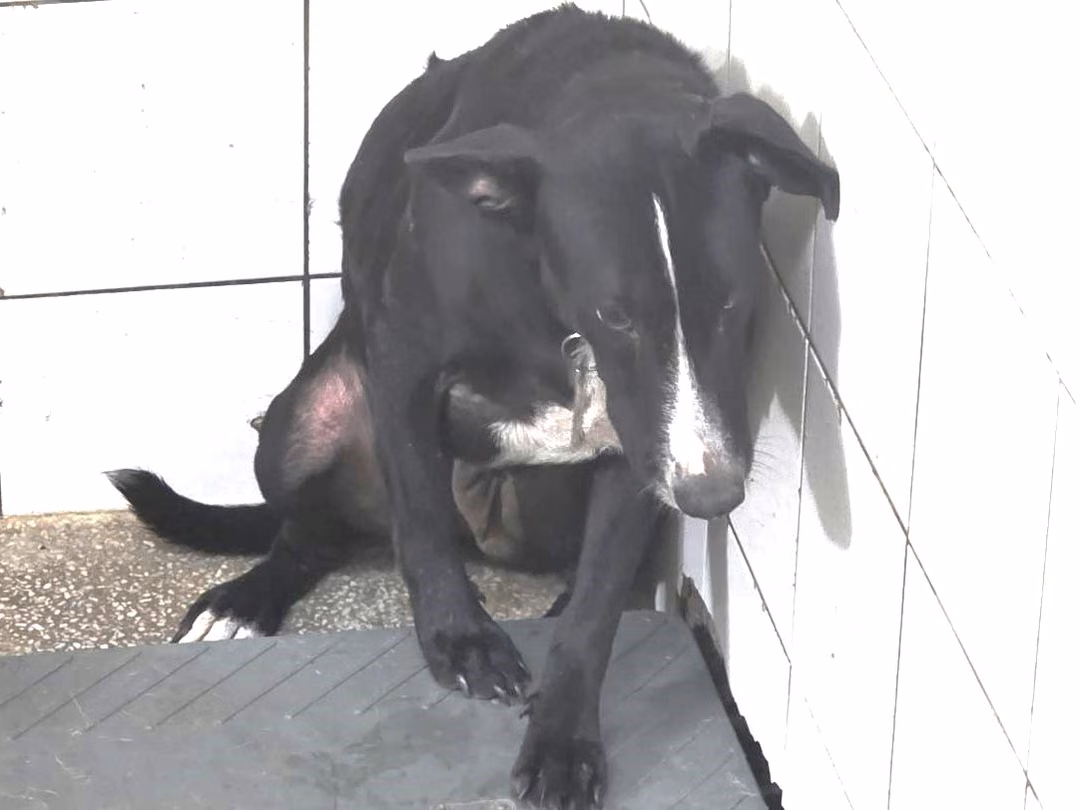 The dog, from the shelter's listing