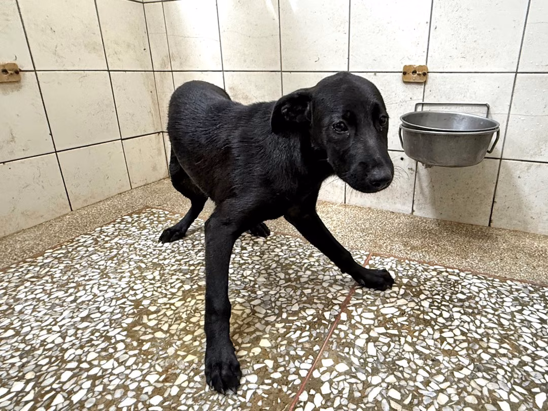 The dog, from the shelter's listing