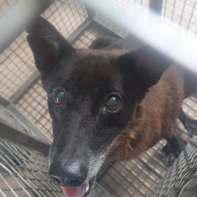 The dog, from the shelter's listing