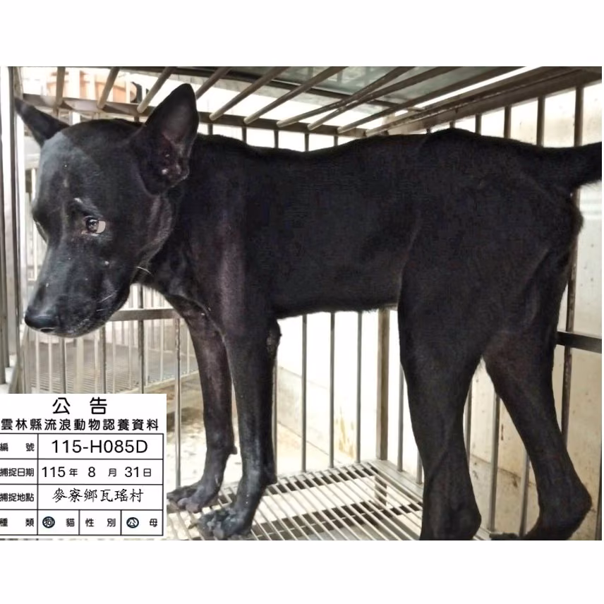 The dog, from the shelter's listing