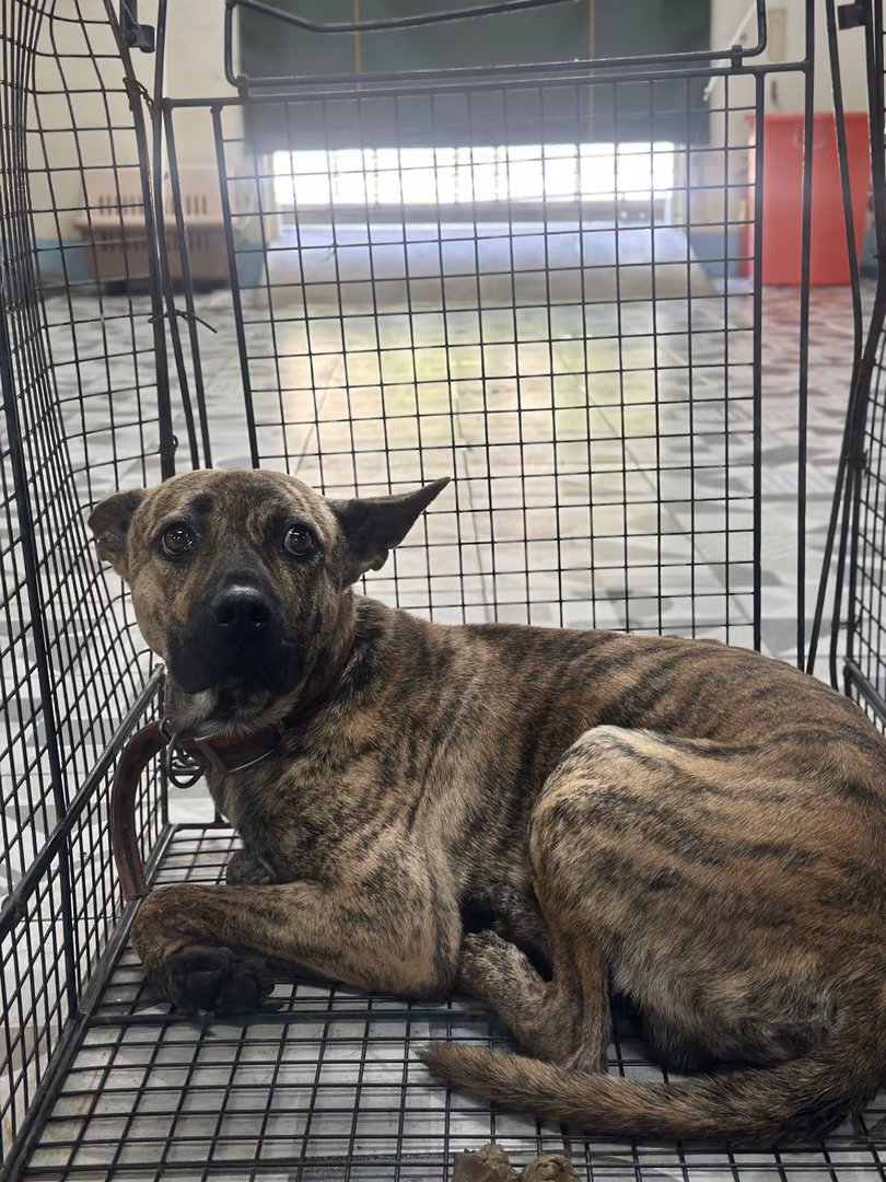 The dog, from the shelter's listing