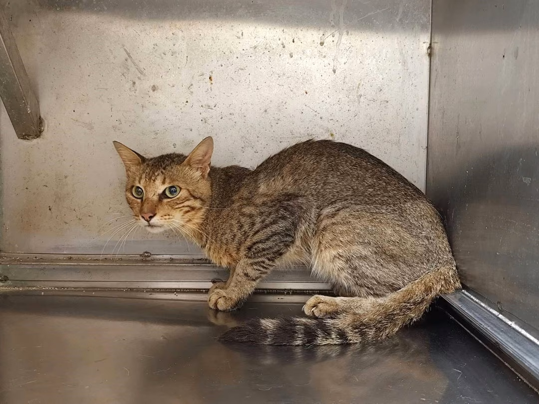The cat, from the shelter's listing