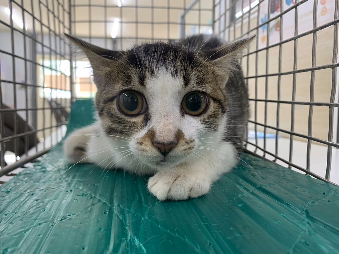 The cat, from the shelter's listing