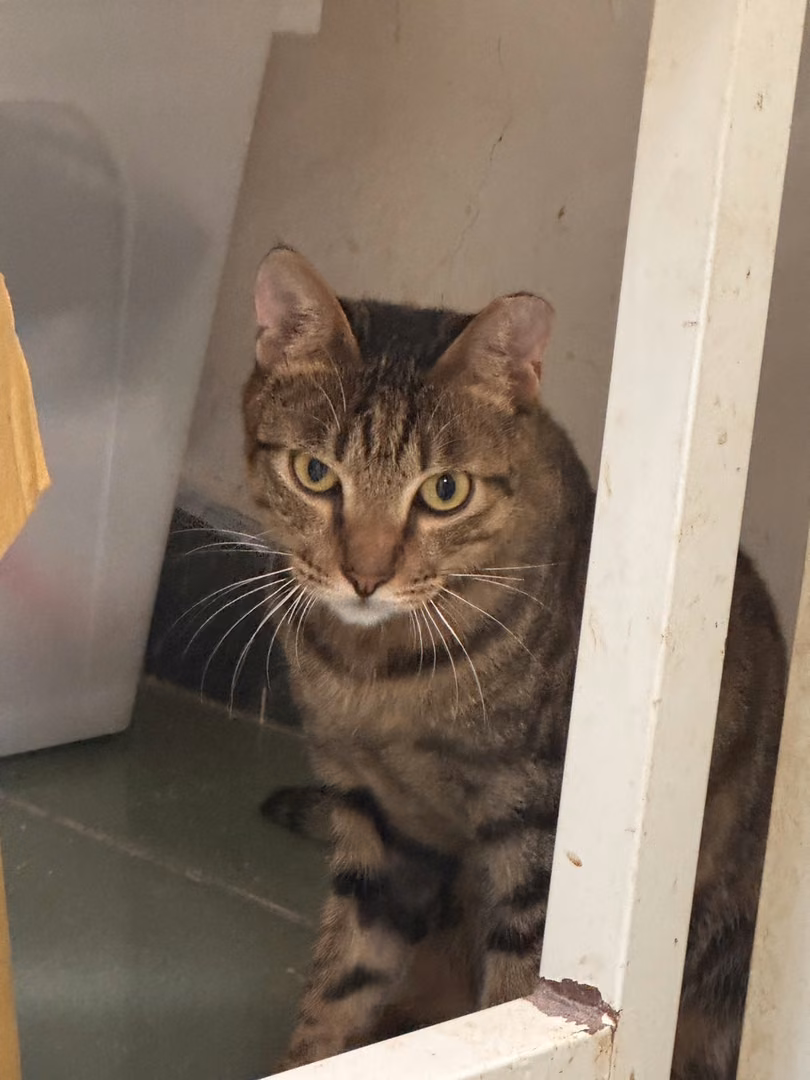 The cat, from the shelter's listing