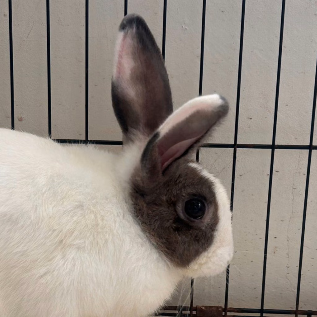 The rabbit, from the shelter's listing