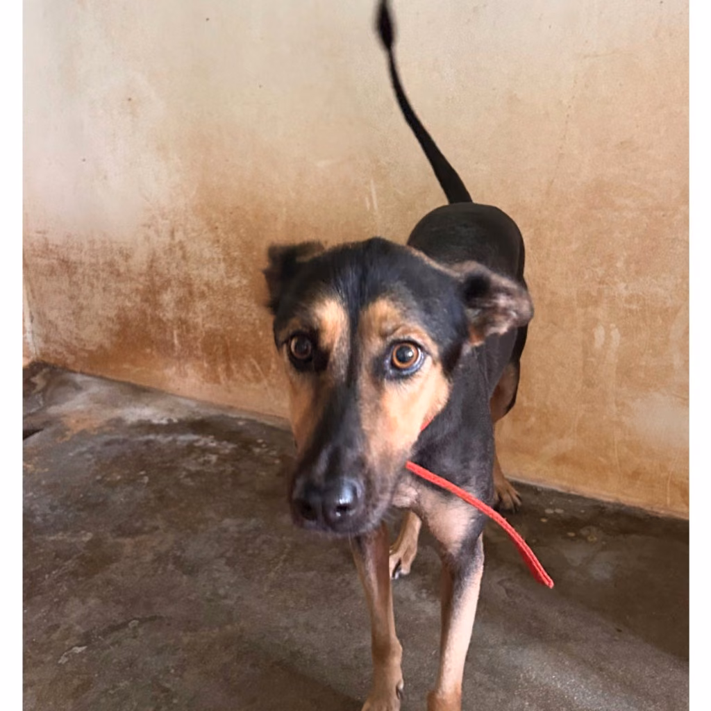 The dog, from the shelter's listing