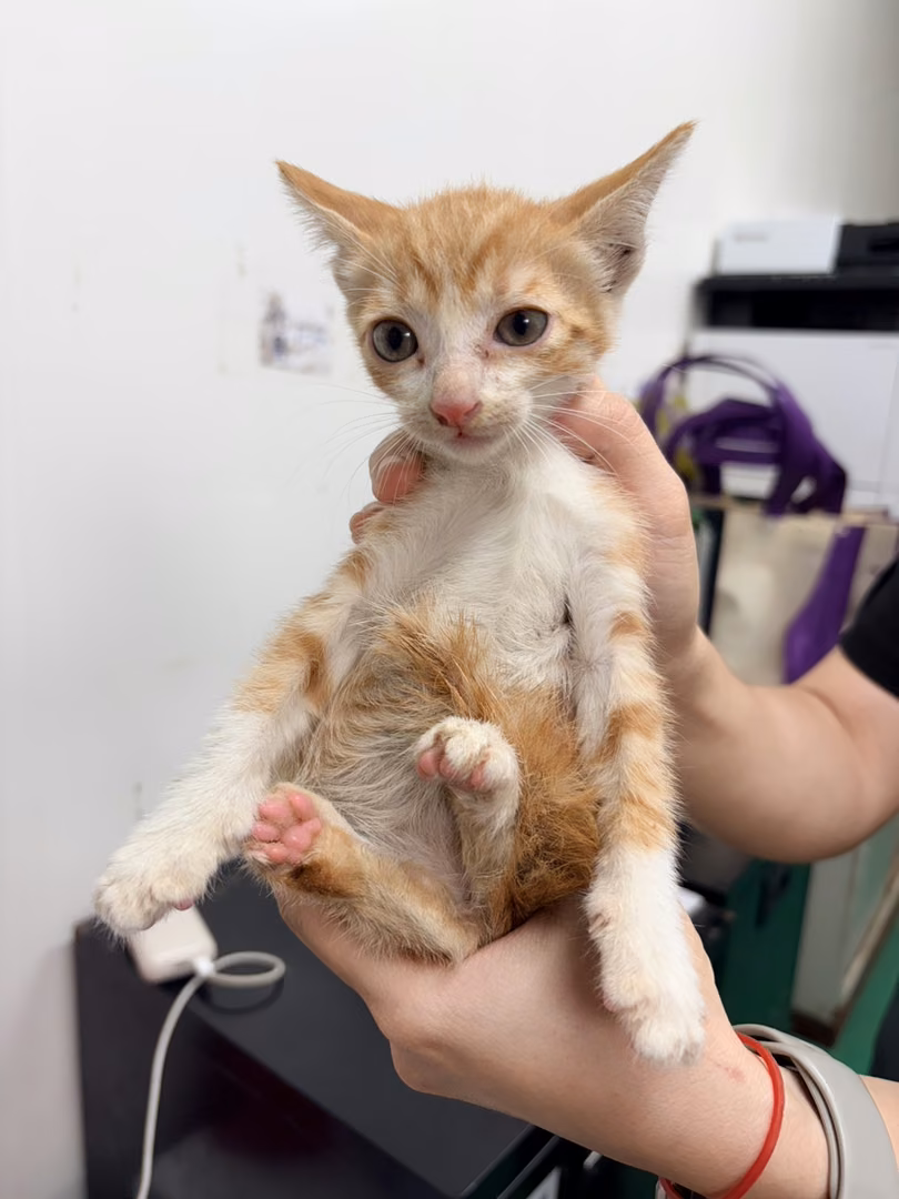 The cat, from the shelter's listing