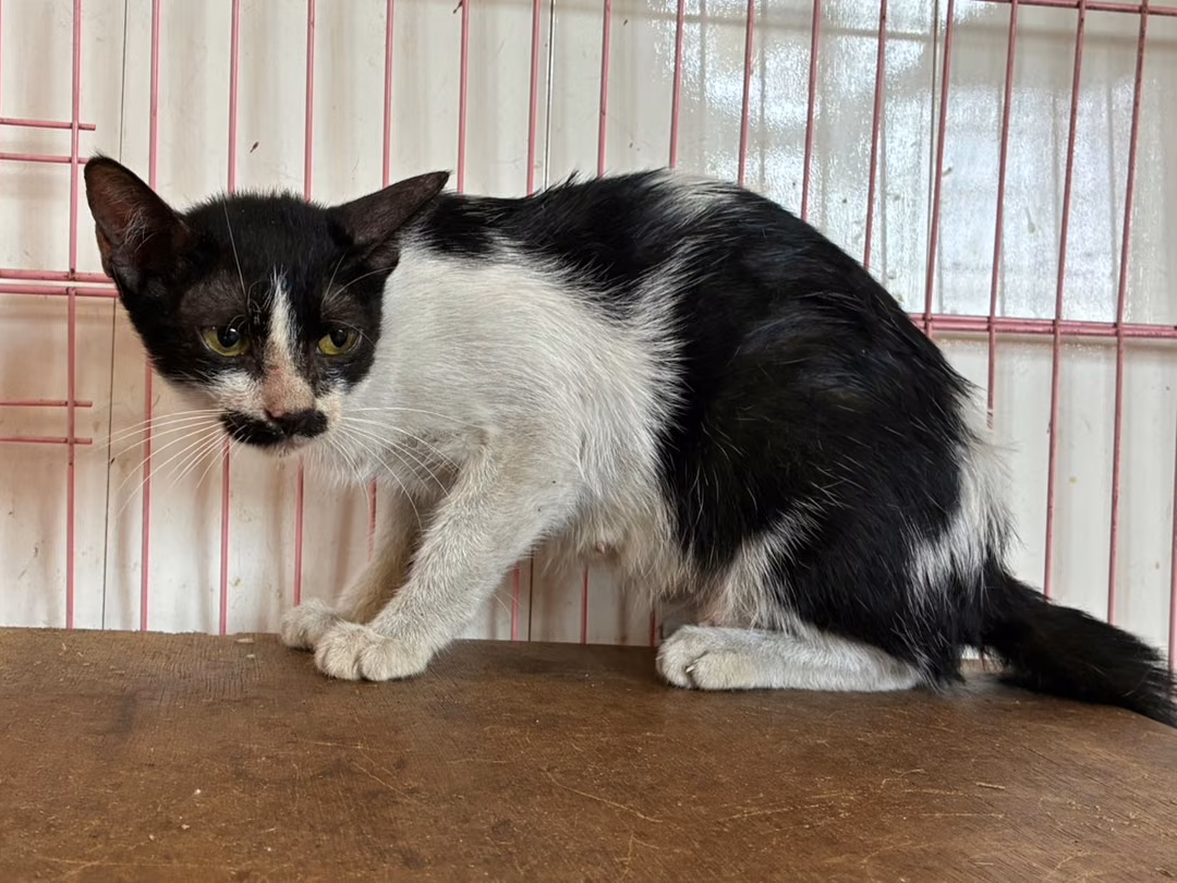 The cat, from the shelter's listing