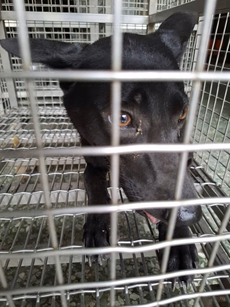The dog, from the shelter's listing