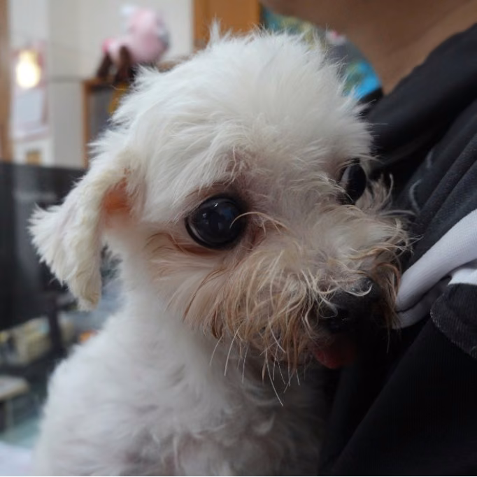 The dog, from the shelter's listing
