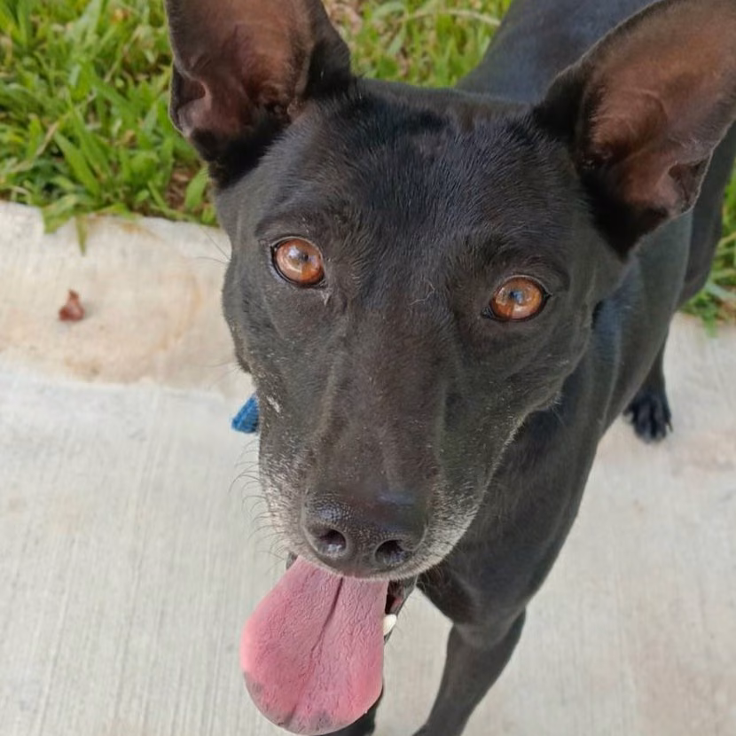 The dog, from the shelter's listing