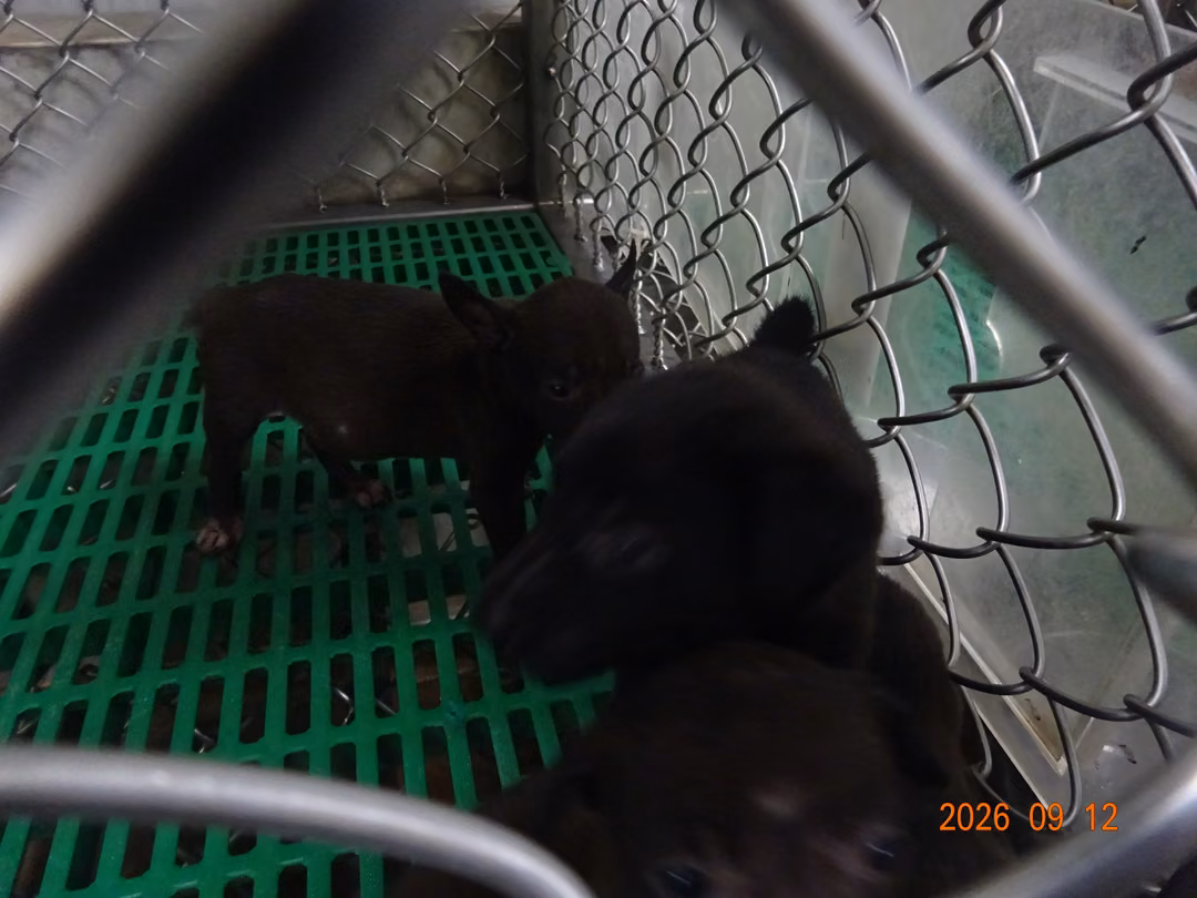 The dog, from the shelter's listing