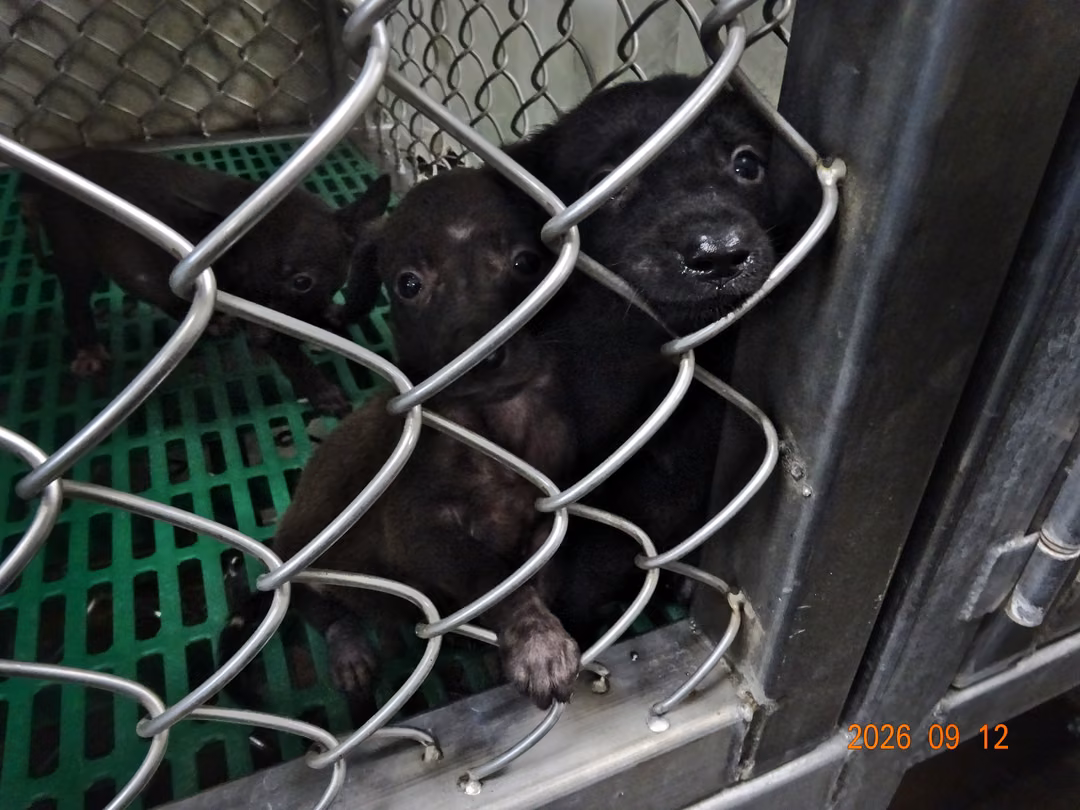The dog, from the shelter's listing