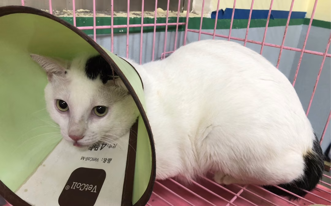 The cat, from the shelter's listing
