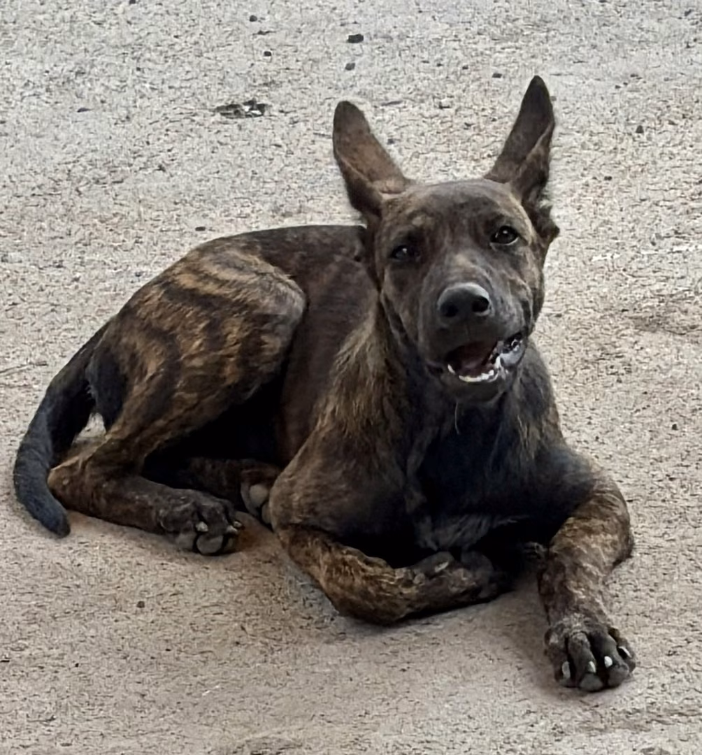 The dog, from the shelter's listing