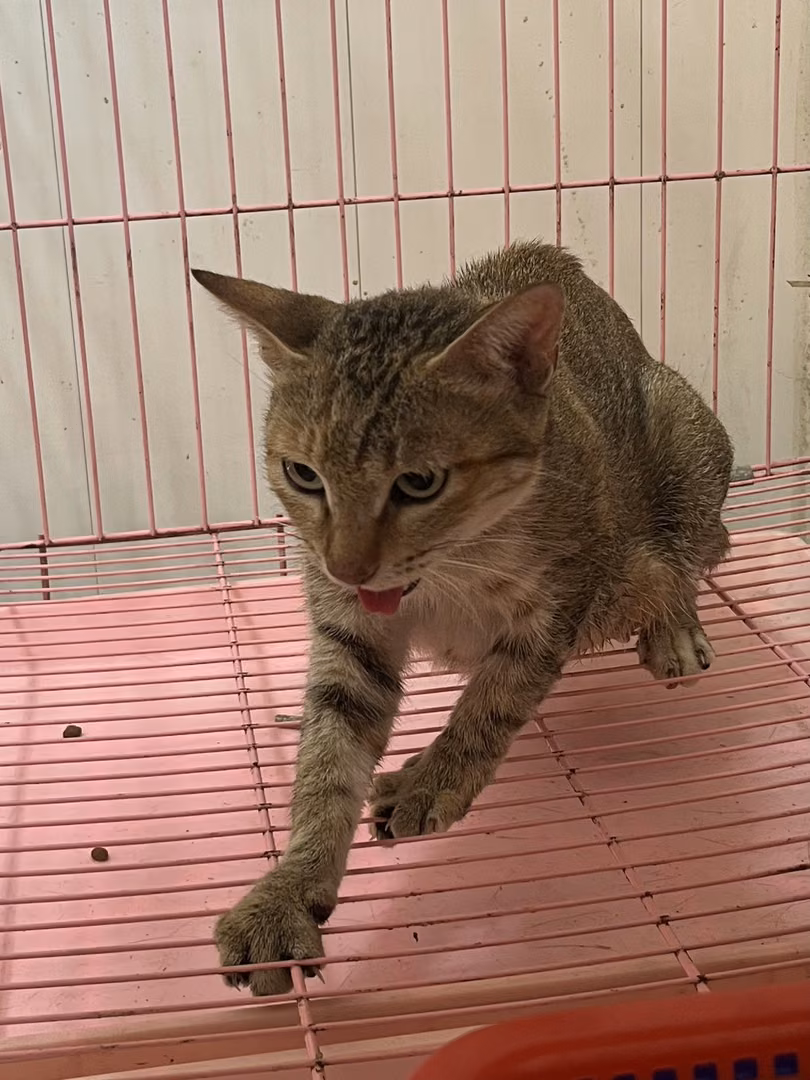 The cat, from the shelter's listing