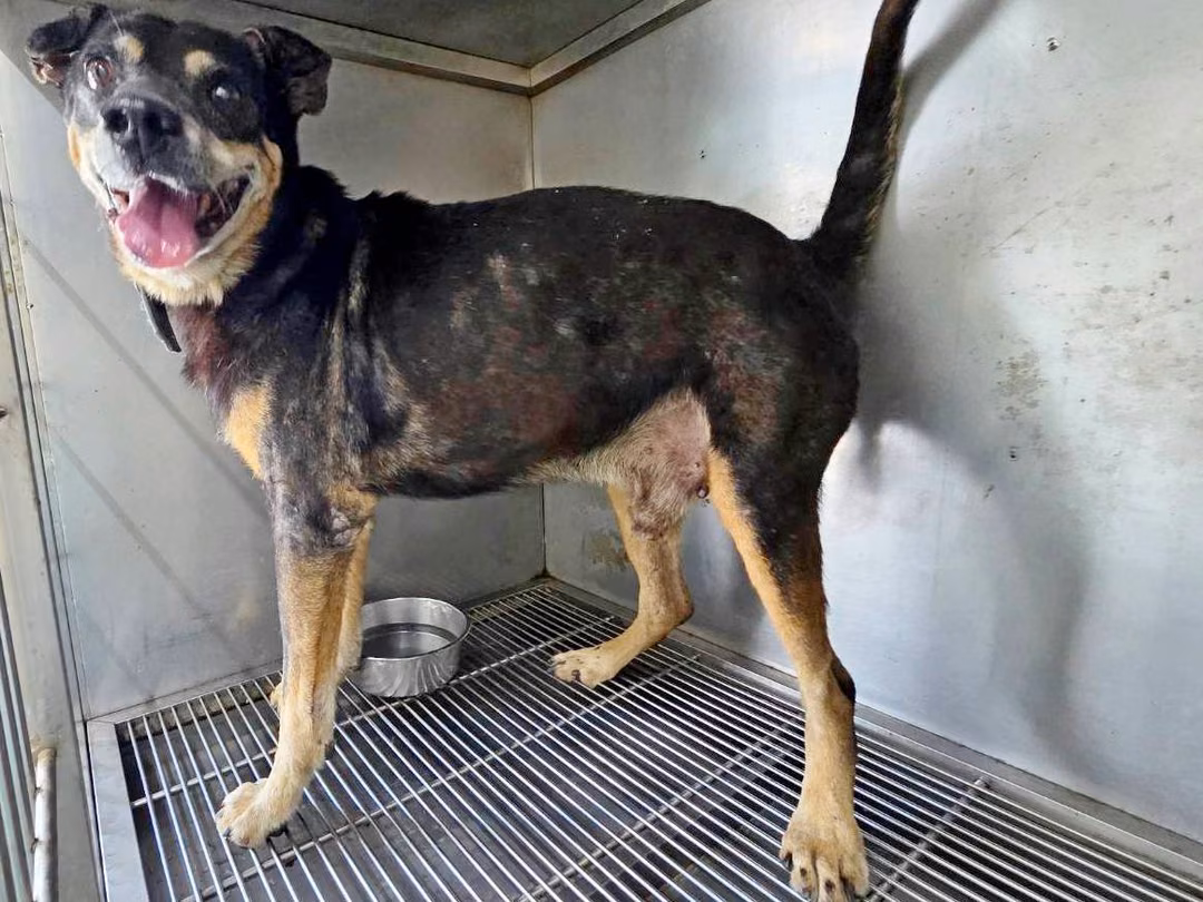 The dog, from the shelter's listing