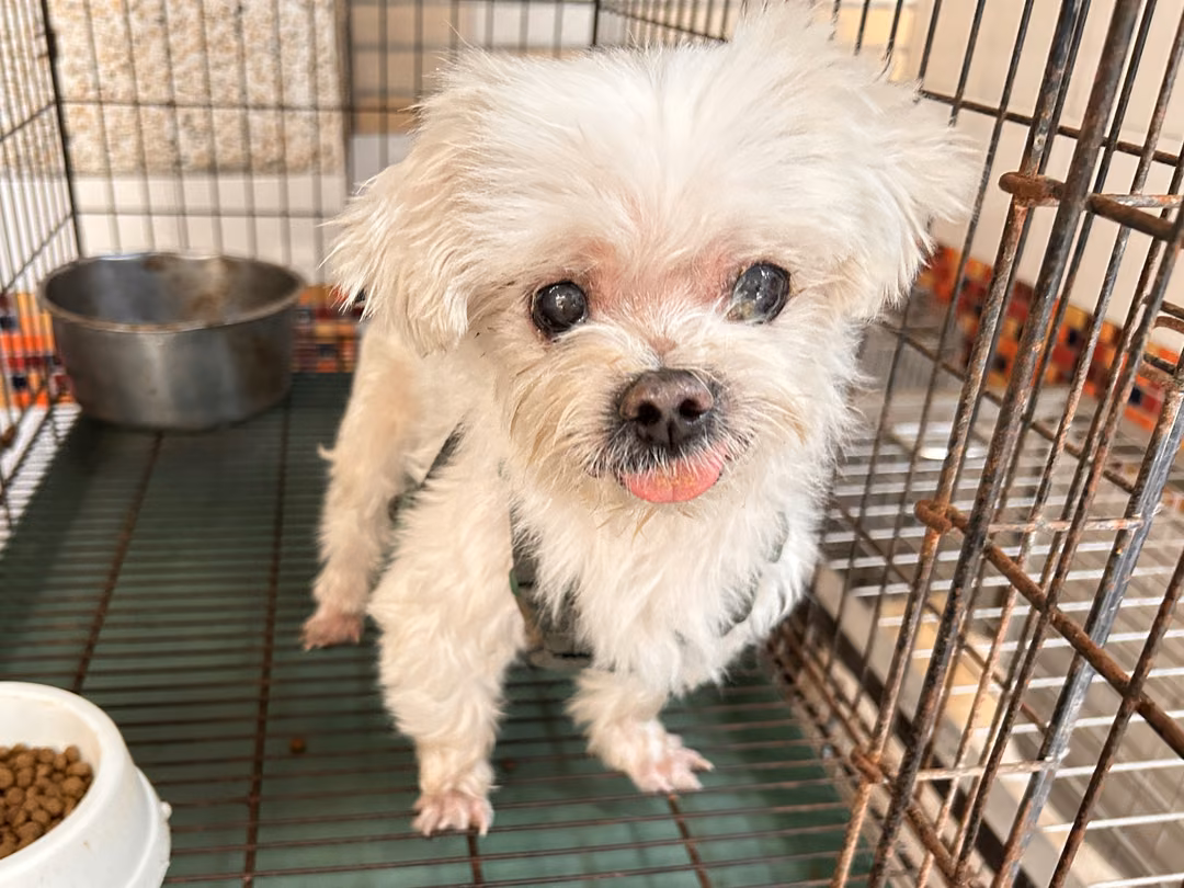 The dog, from the shelter's listing
