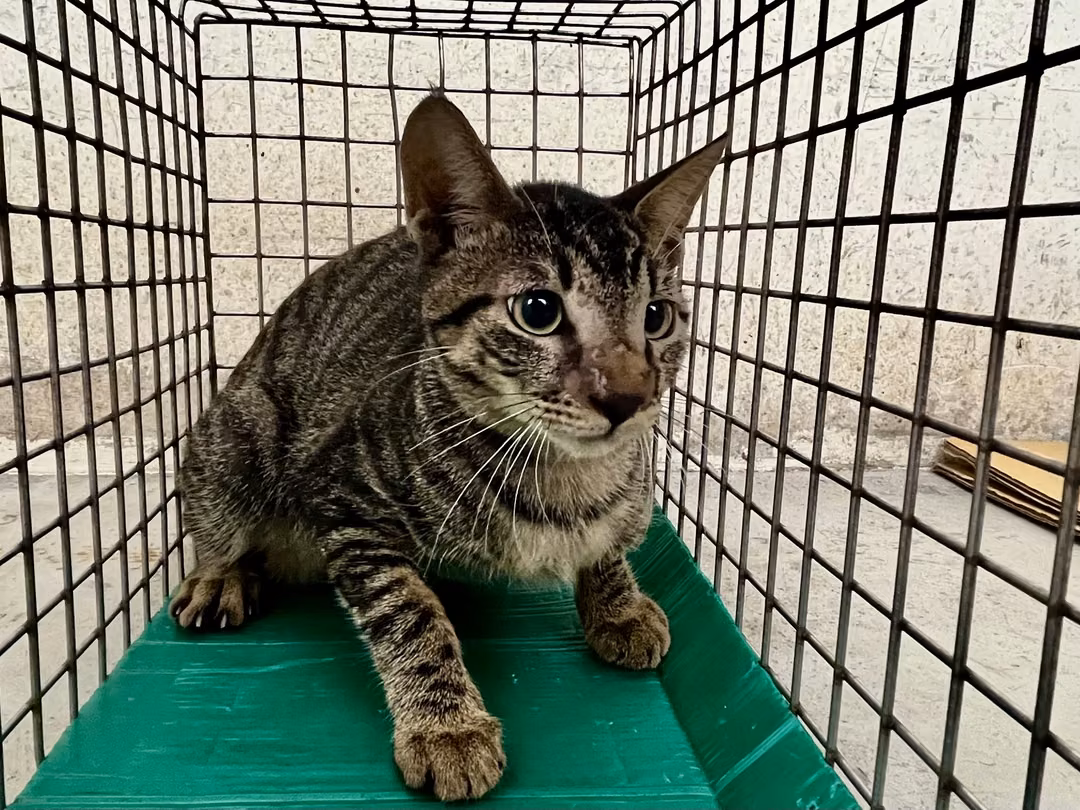 The cat, from the shelter's listing